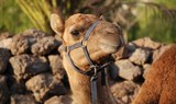 camel in Tenerife's Camel Park