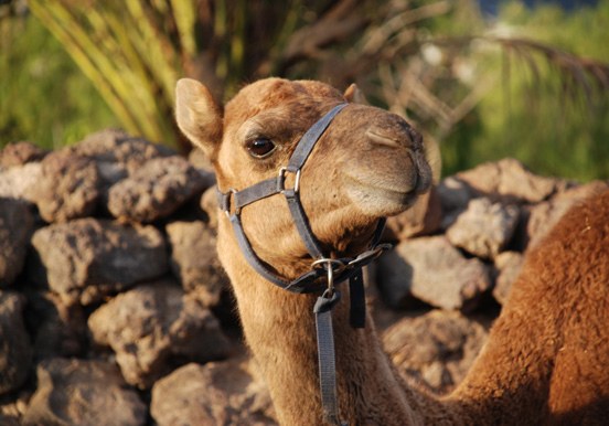 camel in Tenerife's Camel Park