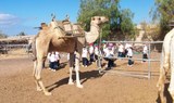 Camel Park field trip