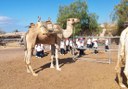 Camel Park field trip