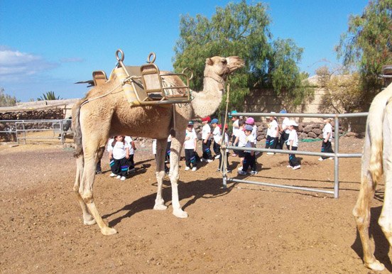 Camel Park field trip