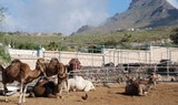 Camel Park in Tenerife