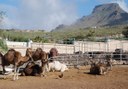 Camel Park in Tenerife