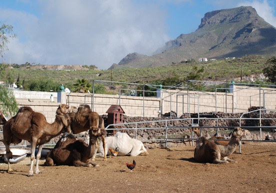Camel Park in Tenerife
