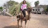 camel ride in Tenerife's Camel Park