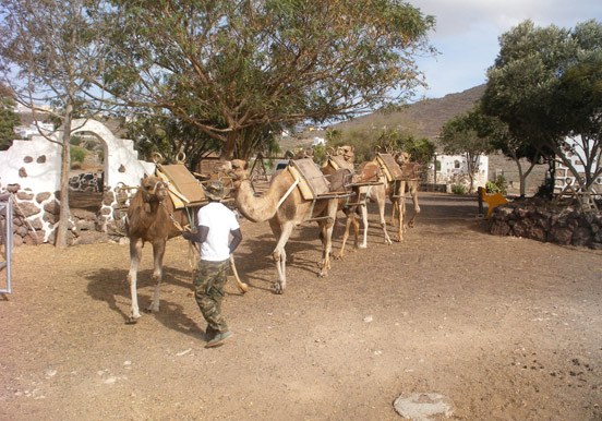 camel rides in Tenerife
