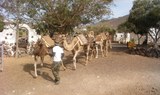 camel rides in Tenerife