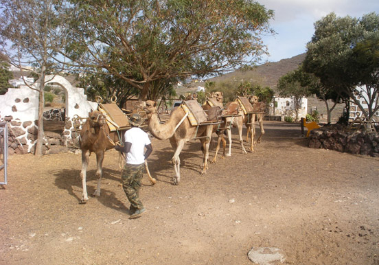 camel rides in Tenerife