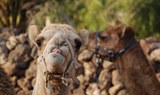 camels at Camel Park in Tenerife