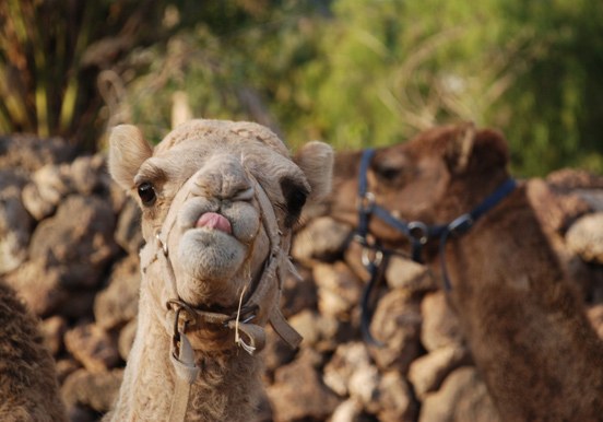 camels at Camel Park in Tenerife