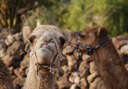 camels at Camel Park in Tenerife