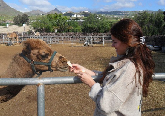 meet camels in Camel Park