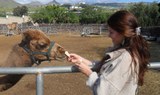 meet camels in Camel Park