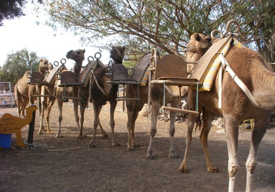 ride a camel in Tenerife