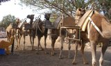 ride a camel in Tenerife