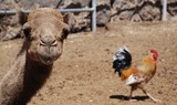 See a camel in Tenerife