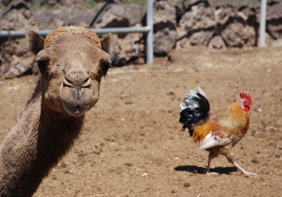See a camel in Tenerife