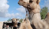 see camels in Tenerife