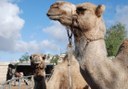 see camels in Tenerife