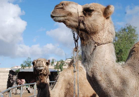 see camels in Tenerife