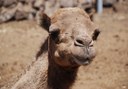 see camels up close at Camel Park in Tenerife