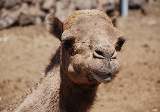 see camels up close at Camel Park in Tenerife