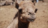 see camels up close at Camel Park in Tenerife