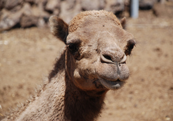 see camels up close at Camel Park in Tenerife