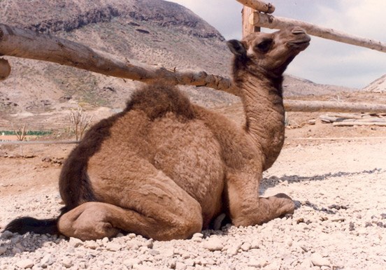 visit Tenerife's Camel Park