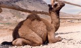 visit Tenerife's Camel Park