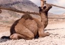 visit Tenerife's Camel Park