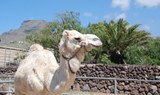 white camel in Tenerife