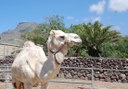 white camel in Tenerife