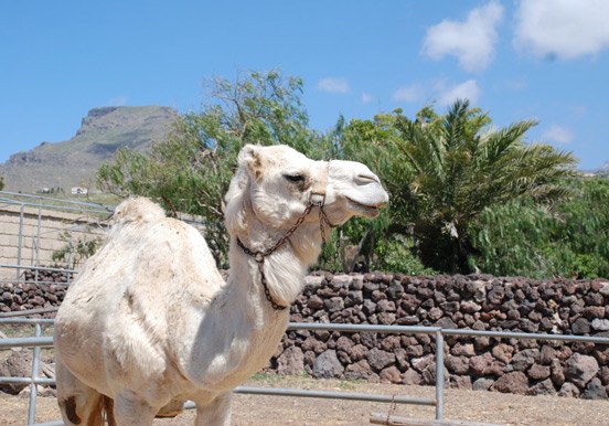 white camel in Tenerife
