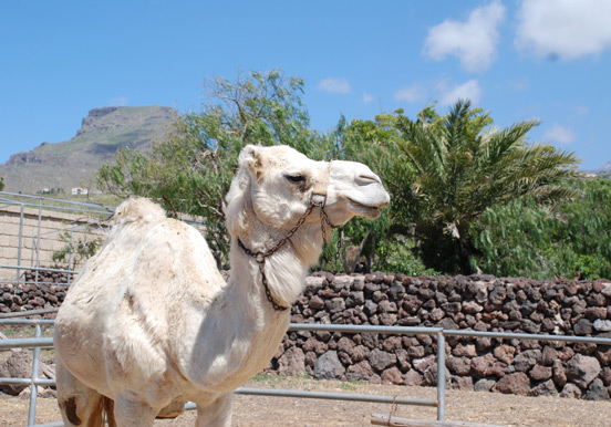 white camel in Tenerife