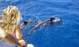 whale watching in Tenerife
