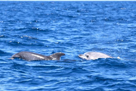 see dolphins in Palm Mar
