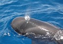Whale watching in Tenerife