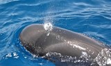 Whale watching in Tenerife