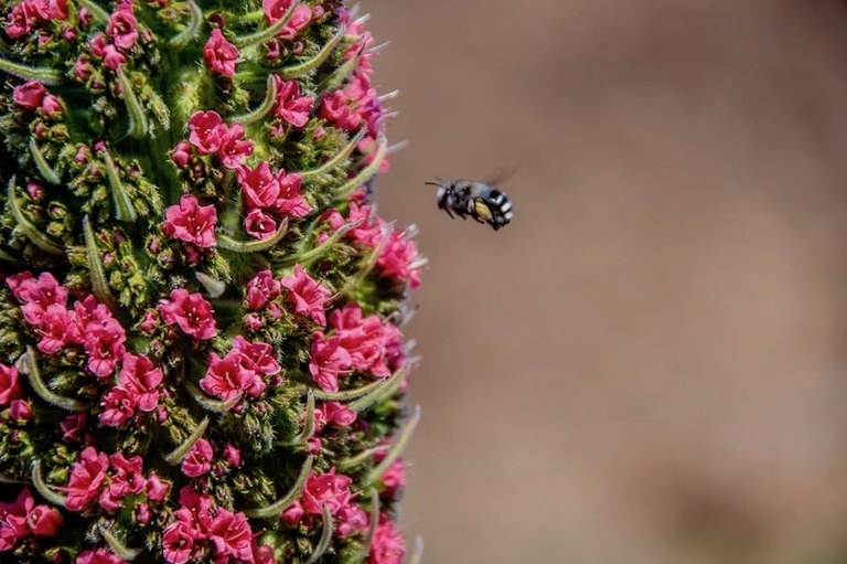 Teide flora and fauna.jpg