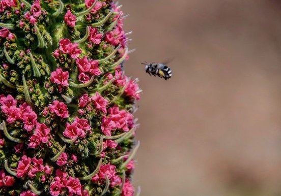 Teide flora and fauna.jpg
