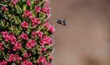 Teide flora and fauna.jpg