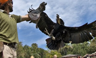 Jungle Park