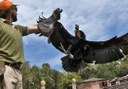 bird of prey show at Jungle Park