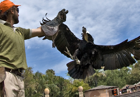 bird of prey show at Jungle Park
