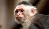 capuchin monkey in Jungle Park