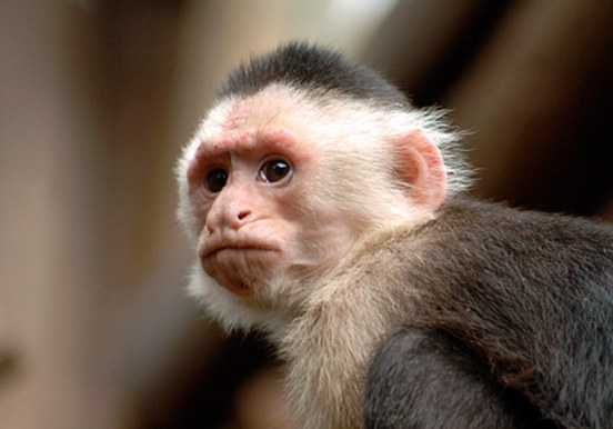 capuchin monkey in Jungle Park