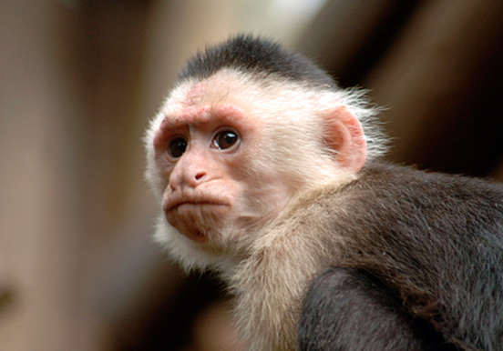 capuchin monkey in Jungle Park