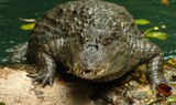 crocodiles in Jungle Park
