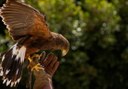 falcon in Jungle Park